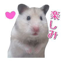 hamster MEI