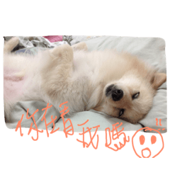 chun dog life