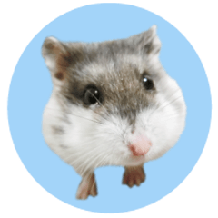 Dwarf Hamster's Stickers