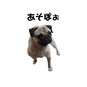 kuuuuuchaan