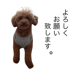 colon and pan dog's chat one