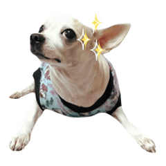 WaWa :Chihuahua