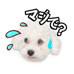 こぶた&おーじ(スタンダード)