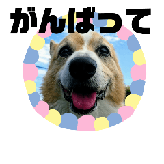 dogkota