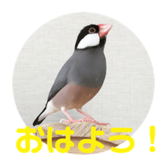 Javasparrow P-chan Casual Stickers