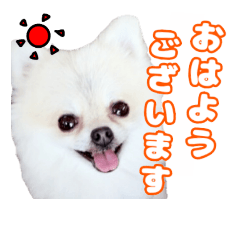 Pomeranian choco -honorific version-