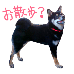mameshibaTORORO