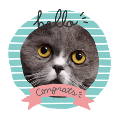 Nini  cat