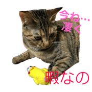 cat- cat- cat
