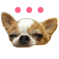 Charming Dog Chihuahua