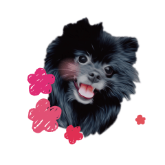 black Pomeranian dog sticker