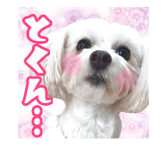 保護犬卒業生柚楽ちゃんのカラフルスタンプ