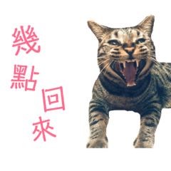 白鬍子妞妞
