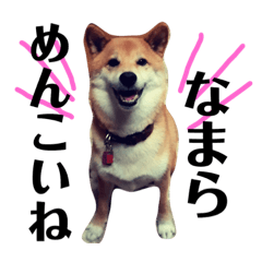 Shiba dog Taro 2.