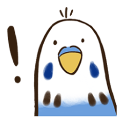 Blue budgerigar Bun-san