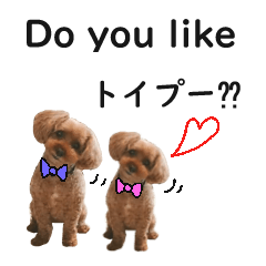 Do you like dogs? ?