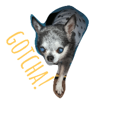Chihuahua's stamp 2018