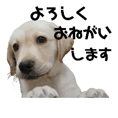 ラブラドールな毎日 Line スタンプ Line Store