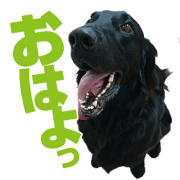Qoo's Mather and funny companions