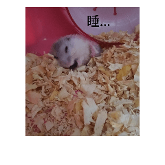 倉鼠皮皮