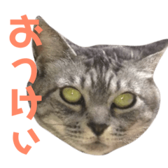 Hana and Hachiko and