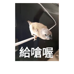 bird  1