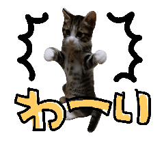 a cat cat 3