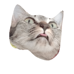 Face 3cat for me