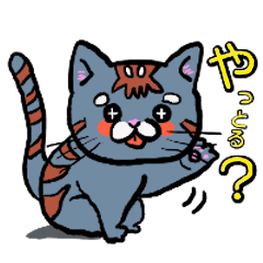 Hiroshima dialect cat chan