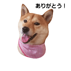Dog (Japanese) Shiba