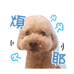 帕匹汪飼寶