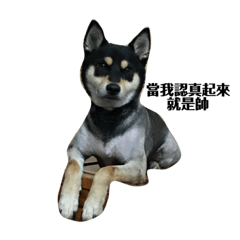 Boss doggie life