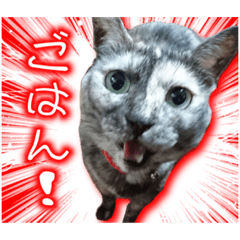 sabicat meow-chan 2
