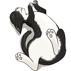 a lying cat