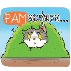 PAM cheeky cat e