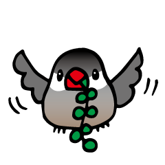 goma-chan of the Java finches