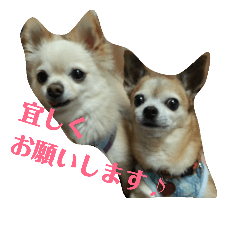 Chihuahua's stamp 2018.2