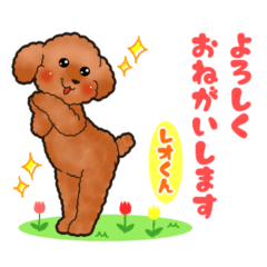 Sticker of Leo of the toy poodle