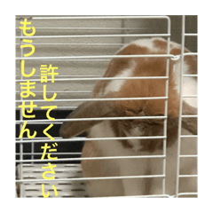 We are extraordinarily cute rabbits .