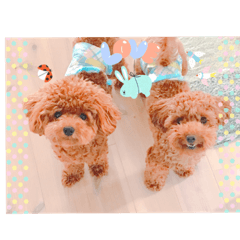 Two cats toy poodle