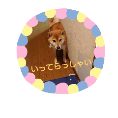 Shibainu Hanako