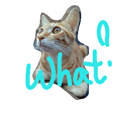 Cat Cat Cat Maew