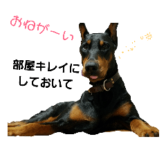 dobermann ginrai 3