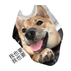 柴犬糖糖的日常生活1