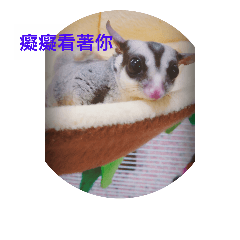 Sugarglider o.o