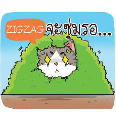 ZIGZAG cheeky cat e