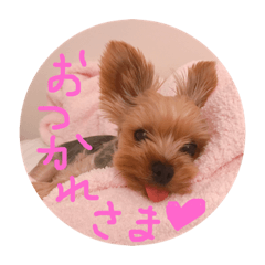 Yorkie moko2