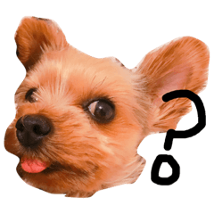 Yorkie moko