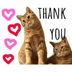 kiki&chacha