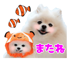 Pomeranian hime and cohime -Aquarium-